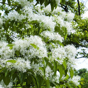 Pianta di Albero della Neve Profumato CHIONANTHUS VIRGINICUS vaso 18cm AMDGarden