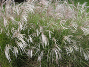 Gardenaria Miscanthus sinensis 'Yakushima Dwarf' - Graminacea ornamentale da esterno Altezza: 120 cm (vaso 24)