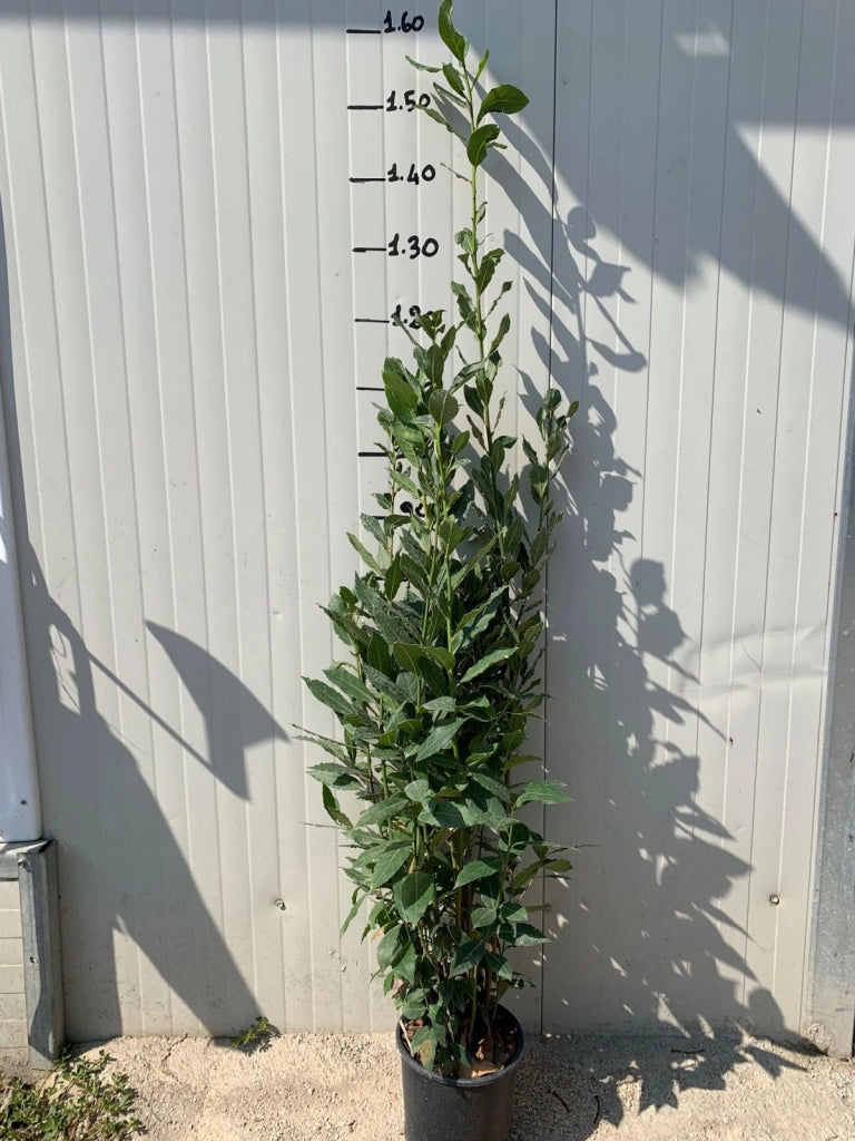 50 PIANTE DI ALLORO ( LAURUS NOBILIS ) H150 CM piante per siepi