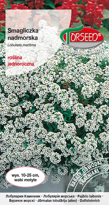 Albicocca di mare - Lobularia maritima bianca 1g