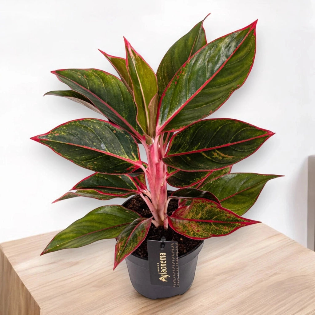Gardenaria Aglaonema 'Jungle Red' - Pianta da interno ornamentale Altezza: 50 cm (vaso 12)