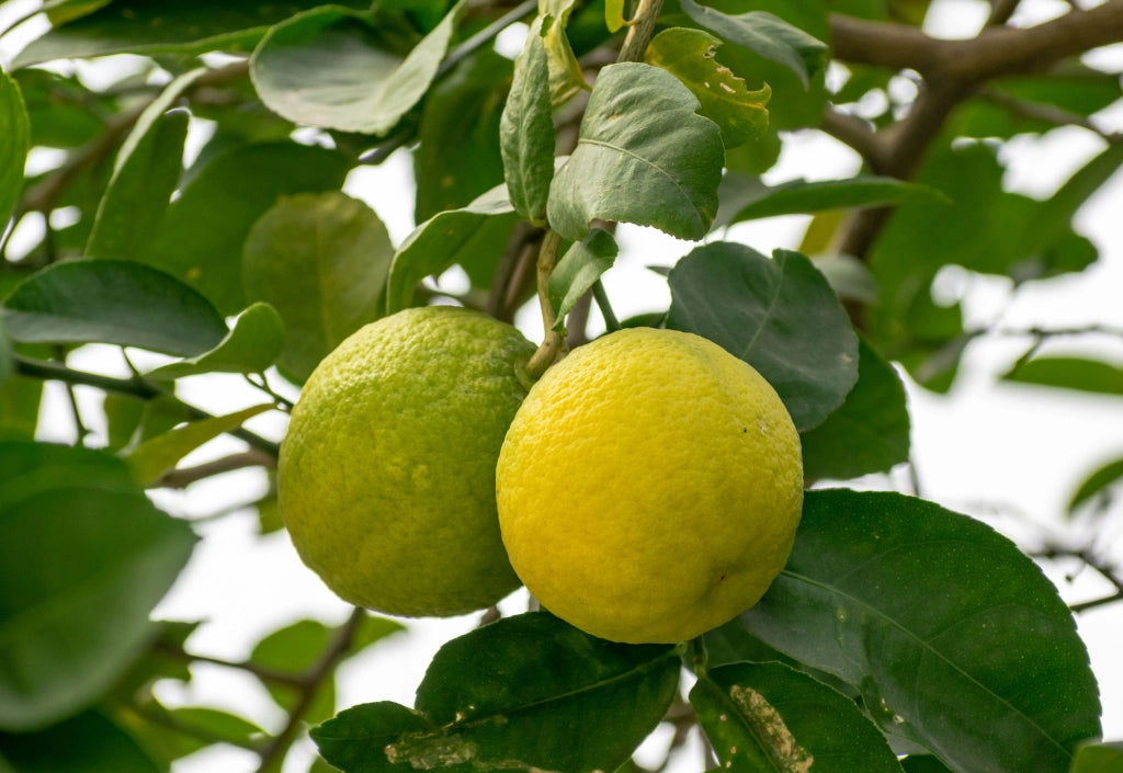 Limone Citrus Limon Spalliera 80 cm Agrume da Frutto Sempreverde