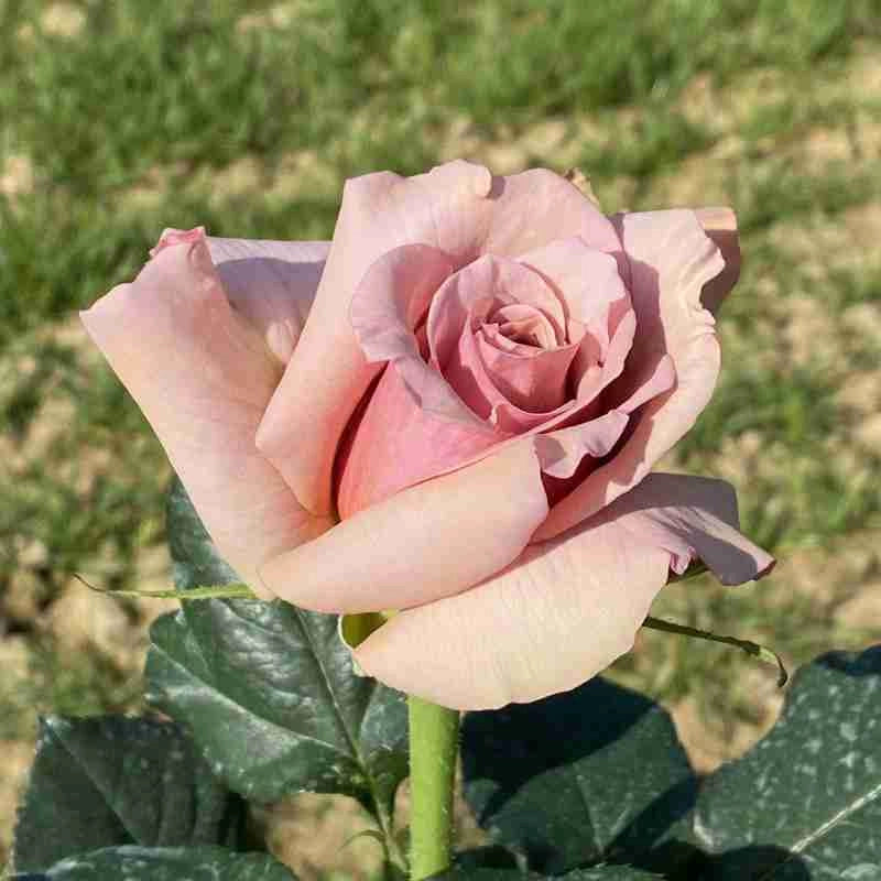 Rosa Mokarosa: eleganza dai toni caffè e fioritura raffinata e originale