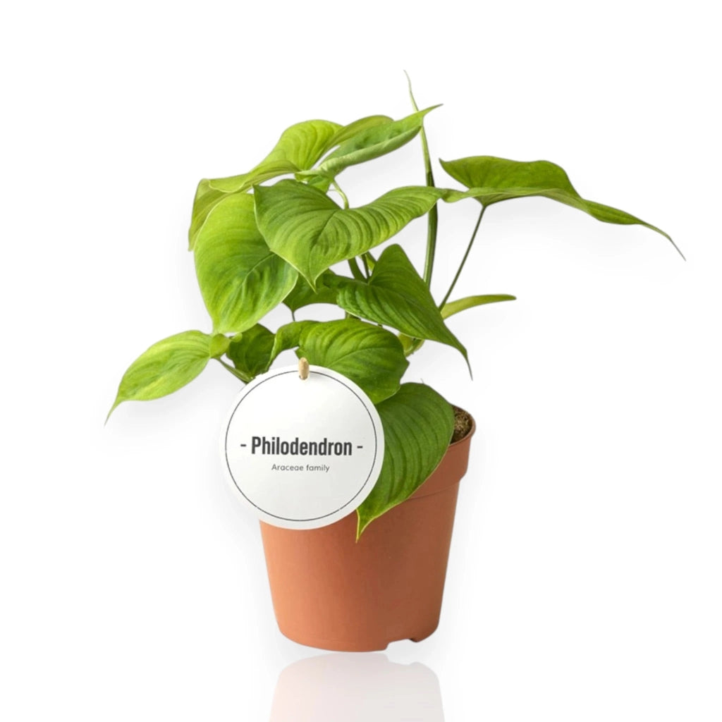 Gardenaria Philodendron 'Peru' - Pianta da interno ornamentale Altezza: 30 cm (vaso 12)