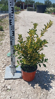 EUONYMUS LIVORNESE (EVONIMO) VASO 18