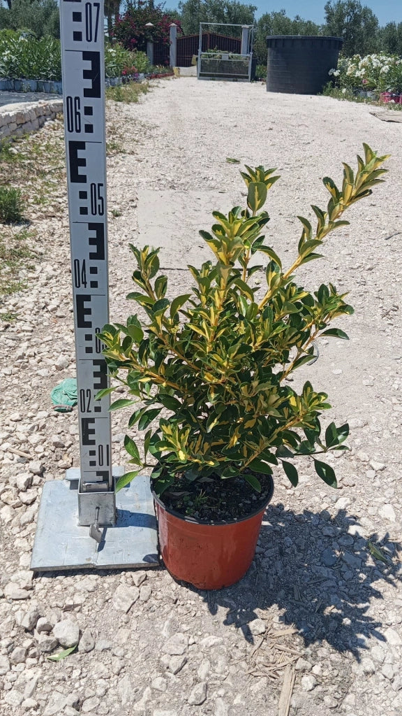 EUONYMUS LIVORNESE (EVONIMO) VASO 18