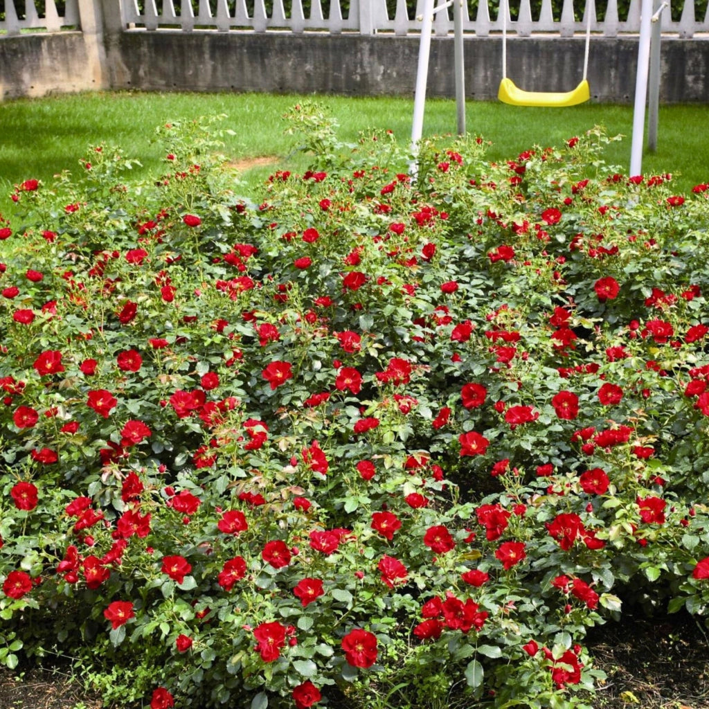 Gardenaria Rosa 'Red Mirato' - Rosa da giardino Altezza: 25/30 cm (vaso15)