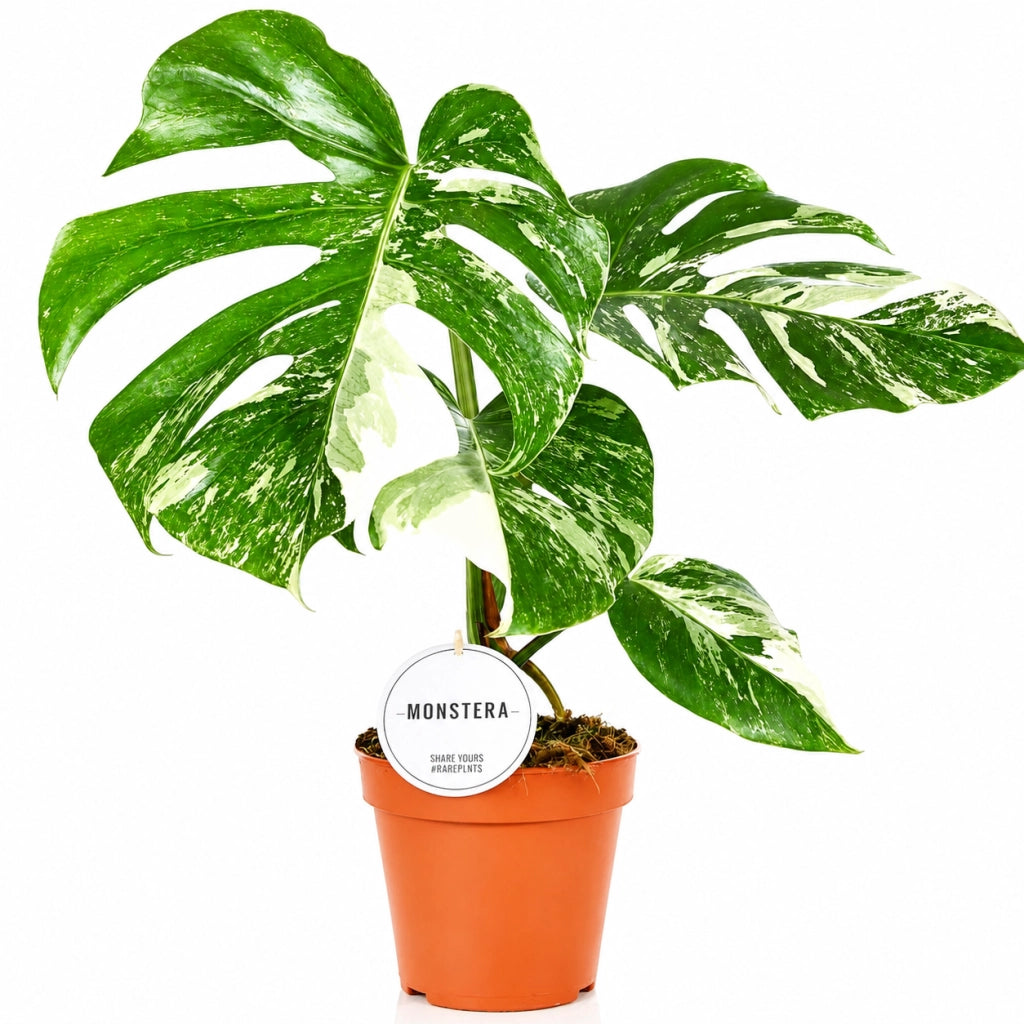 Gardenaria Monstera deliciosa variegata - Pianta da interno ornamentale Altezza: 50 cm (vaso 15)