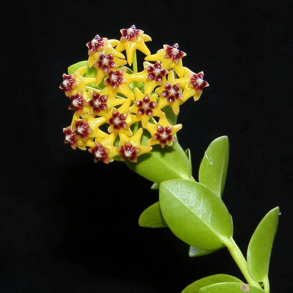 Hoya Cumingiana vaso 10cm foto reali pianta grassa foto reali