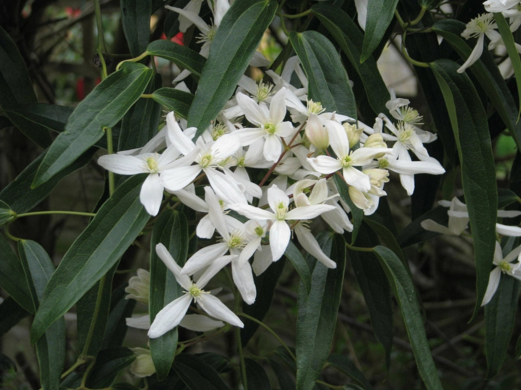 Gardenaria Clematis armandii 'Snowdrift' - Pianta rampicante ornamentale da esterno Altezza: 100/125 cm (vaso19)