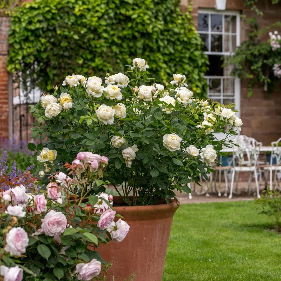 Gardenaria Rosa 'Vanessa Bell' - Rosa da giardino Altezza: 40/50 cm (vaso20)