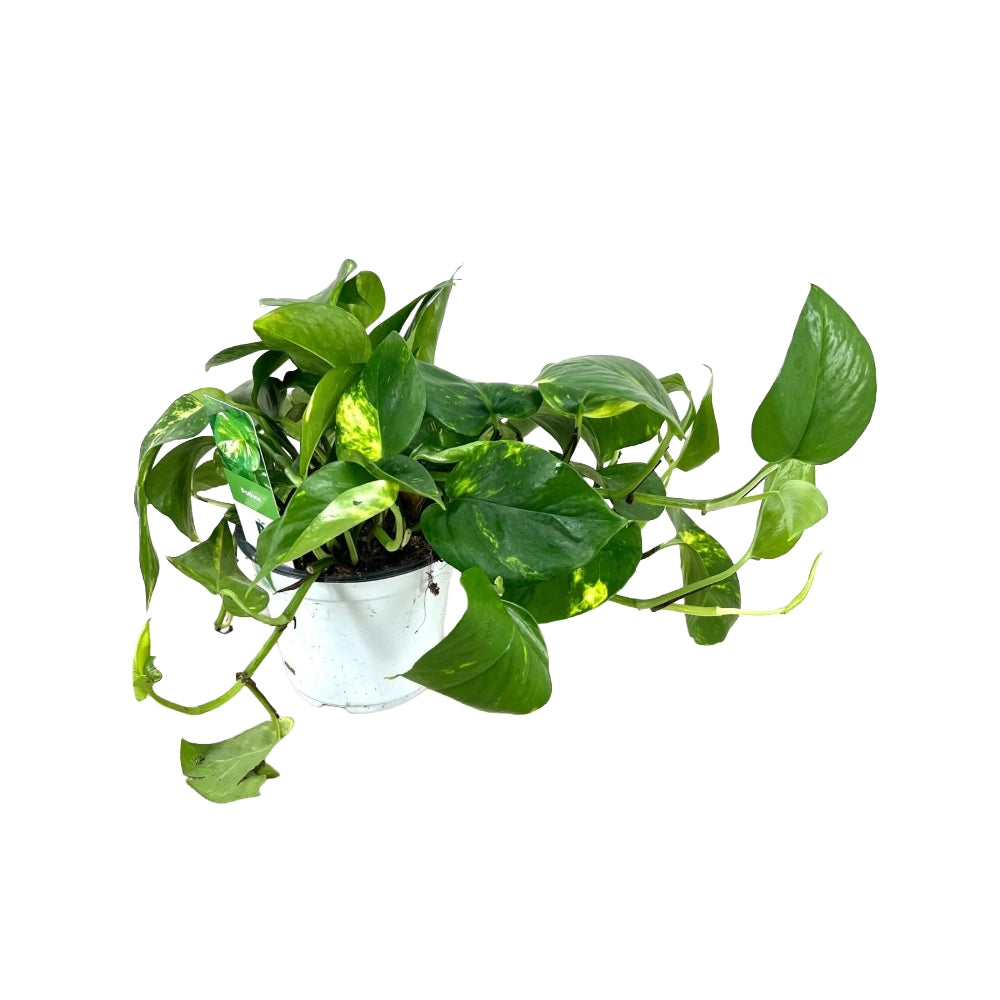 Pianta di POTHOS rampicante/pendente foglie GIGANTI Potus in vaso 14cm AMDGarden