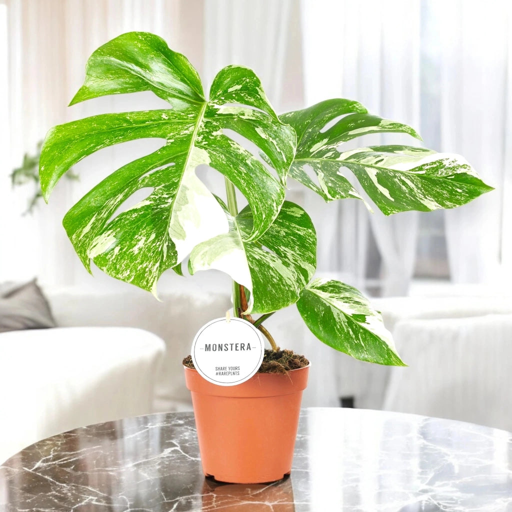 Gardenaria Monstera deliciosa variegata - Pianta da interno ornamentale Altezza: 50 cm (vaso 15)