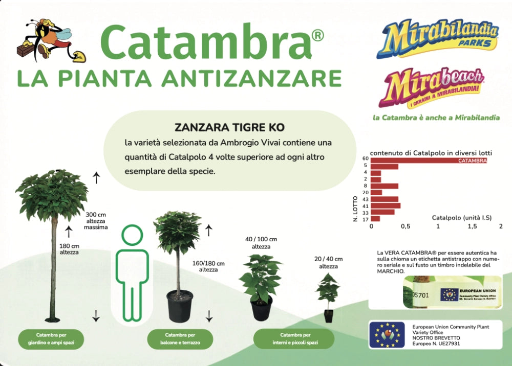 Cheonda - Pianta Catambra in Vaso diametro 10cm 1 anno