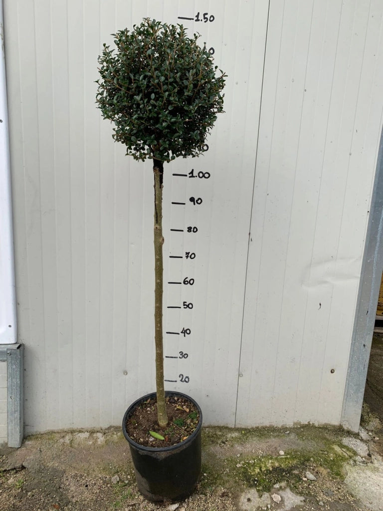Alberello di Ligustro a palla in vaso 24cm foto reali