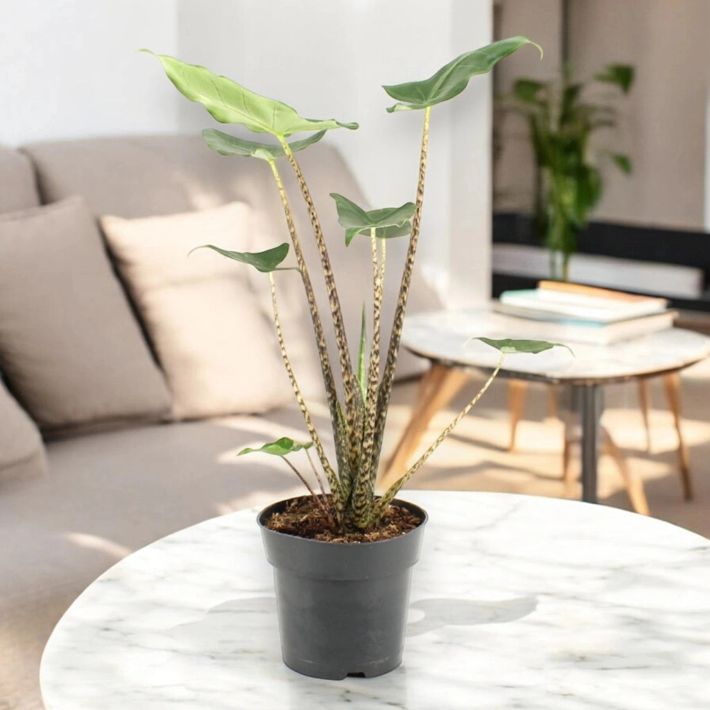 Gardenaria Alocasia zebrina 'Siberian Tiger' - Pianta da interno ornamentale Altezza: 55 cm (vaso 17)