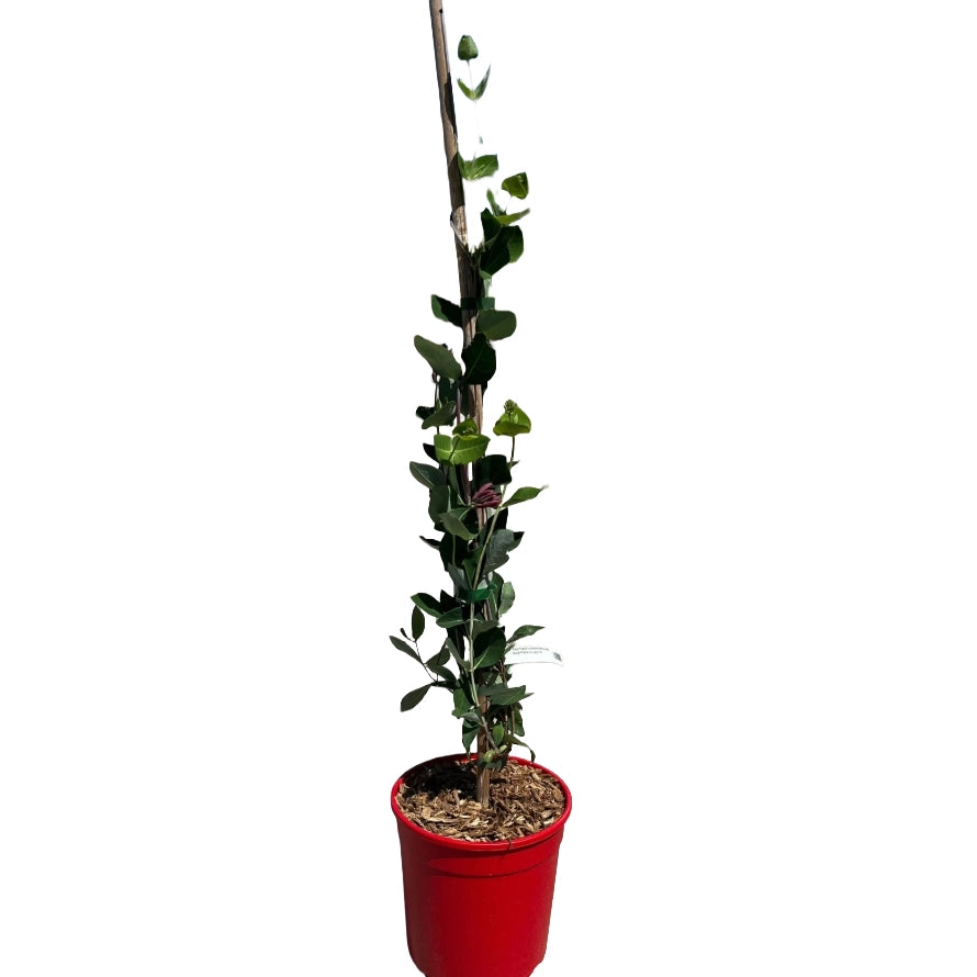 Pianta di Caprifoglio Lonicera Heckrottii Gold Flame Rampicante in vaso 18 cm Profumato
