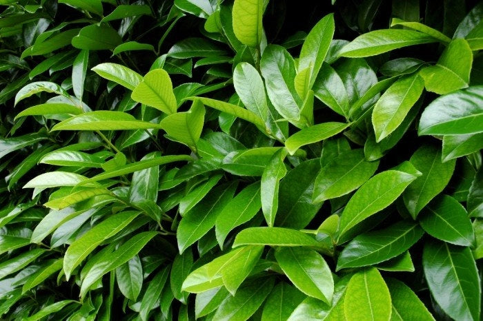 Lauro Lauroceraso (Prunus Laurocerasus) vaso 17cm H 70/80cm