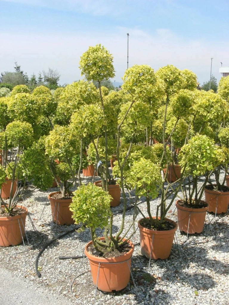 Gardenaria Evonimo - Euonymus japonicus 'Elegantissimus Aureus' - Arbusto ornamentale da giardino Altezza: 40/60 cm (vaso19)