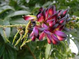 Millettia japonica – Glicine estivo Glicine rosso rampicante  V18 H 180cm