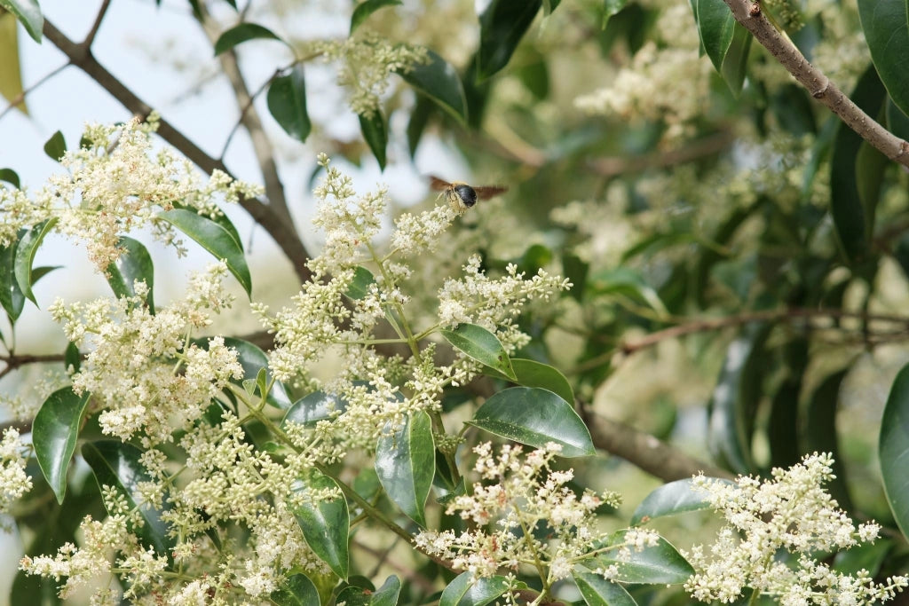CINNAMOMUM CANPHORA (ALBERO DELLA CANFORA) VASO 18