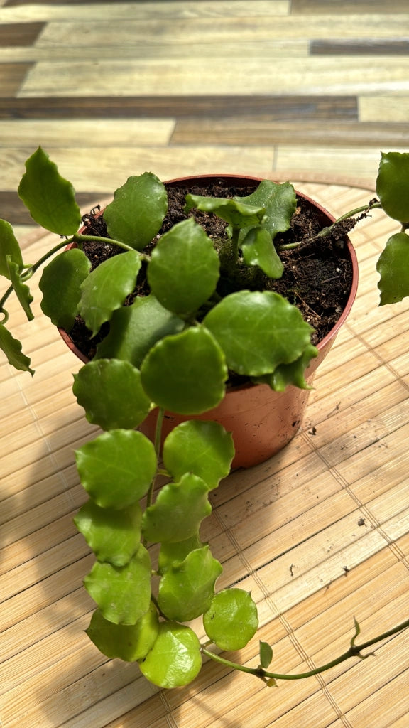 Hoya endauensis fiori di cera, vaso 10,50cm foto reali