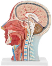Modello Anatomico per la Mente - Metà del Capo e della Testa - Anatomia Interna - Anatomia Muscolare/Vascolare - PVC - 27 x 20 x 10 cm - Modello Anatomico Umano