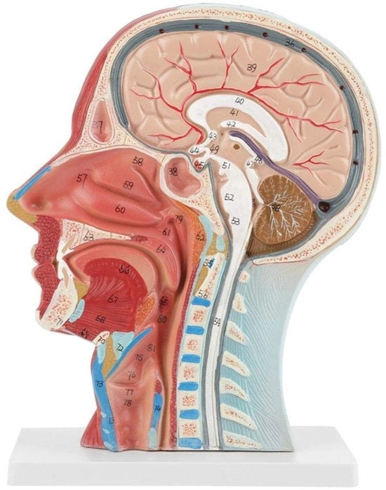 Modello Anatomico per la Mente - Metà del Capo e della Testa - Anatomia Interna - Anatomia Muscolare/Vascolare - PVC - 27 x 20 x 10 cm - Modello Anatomico Umano