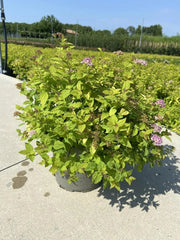 Gardenaria Spirea - Spiraea japonica 'Golden Princess' - Arbusto ornamentale da giardino Altezza: 50/70 cm (vaso19)