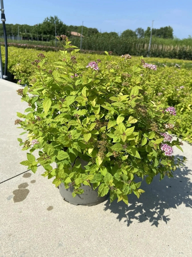 Gardenaria Spirea - Spiraea japonica 'Golden Princess' - Arbusto ornamentale da giardino Altezza: 50/70 cm (vaso19)