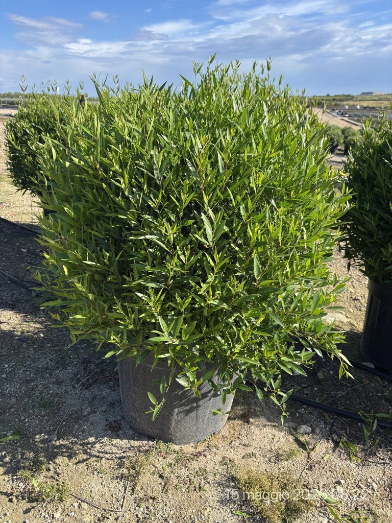 PHILLYREA ANGUSTIFOLIA PALLA 55