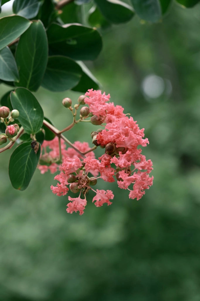 LAGERSTROEMIA INDICA CESP.30 MUSKOGEE