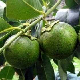 Zapote nero, Albero del Cioccolato, Diospyros Digyna foto reali H 100 cm