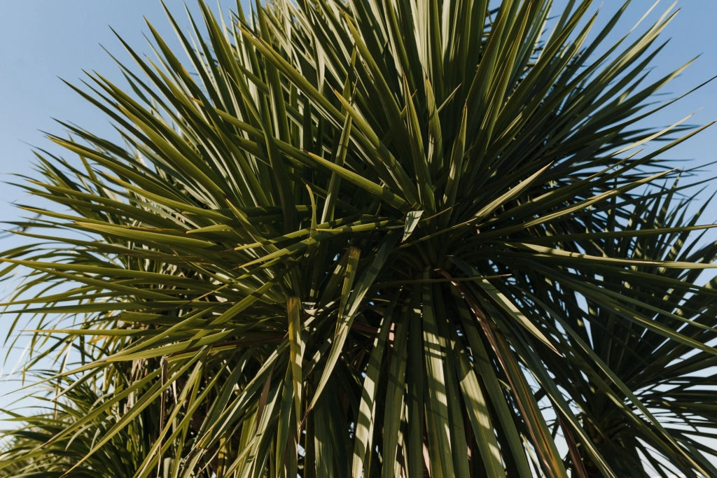 YUCCA FLACCIDA GOLDEN SWORD VASO 24