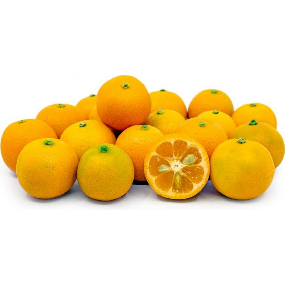 Pianta di CALAMONDINO mandarino nano agrume IN VASO 18 CM h40/70 cm AMDGarden