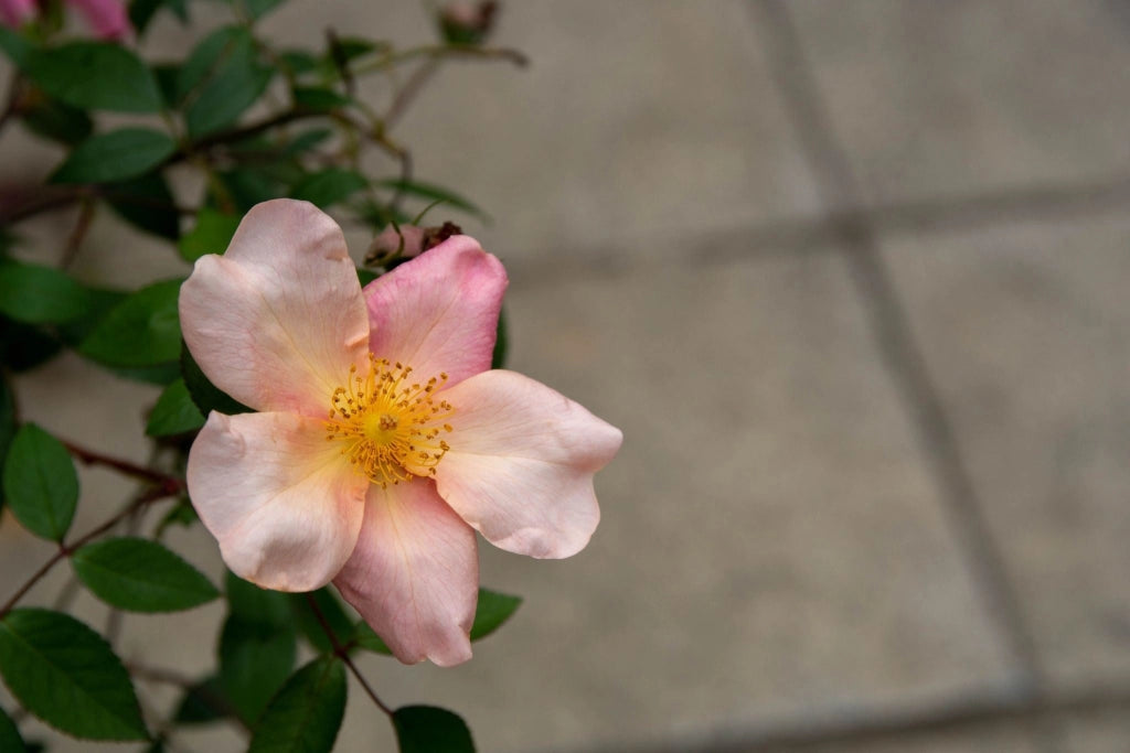 ROSA MUTABILIS VASO 24