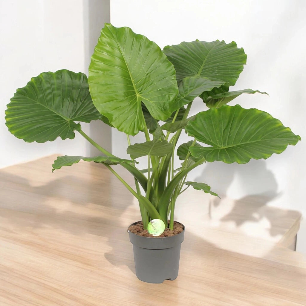 Gardenaria Alocasia gageana - Pianta da interno ornamentale Altezza: 85 cm (vaso 21)