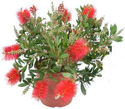 Pianta CALLISTEMON RED CITRINUS Spazzolino rosso Cespuglio VASO 16/18 FOTO REALE