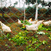 Volieregetto robusto per protezione dagli uccelli di rapina, 36 dradi con nodo fisso, rete metallica 5 cm, senza elettrificazione, ideale per proteggere il pollaio 4 x 5 m.