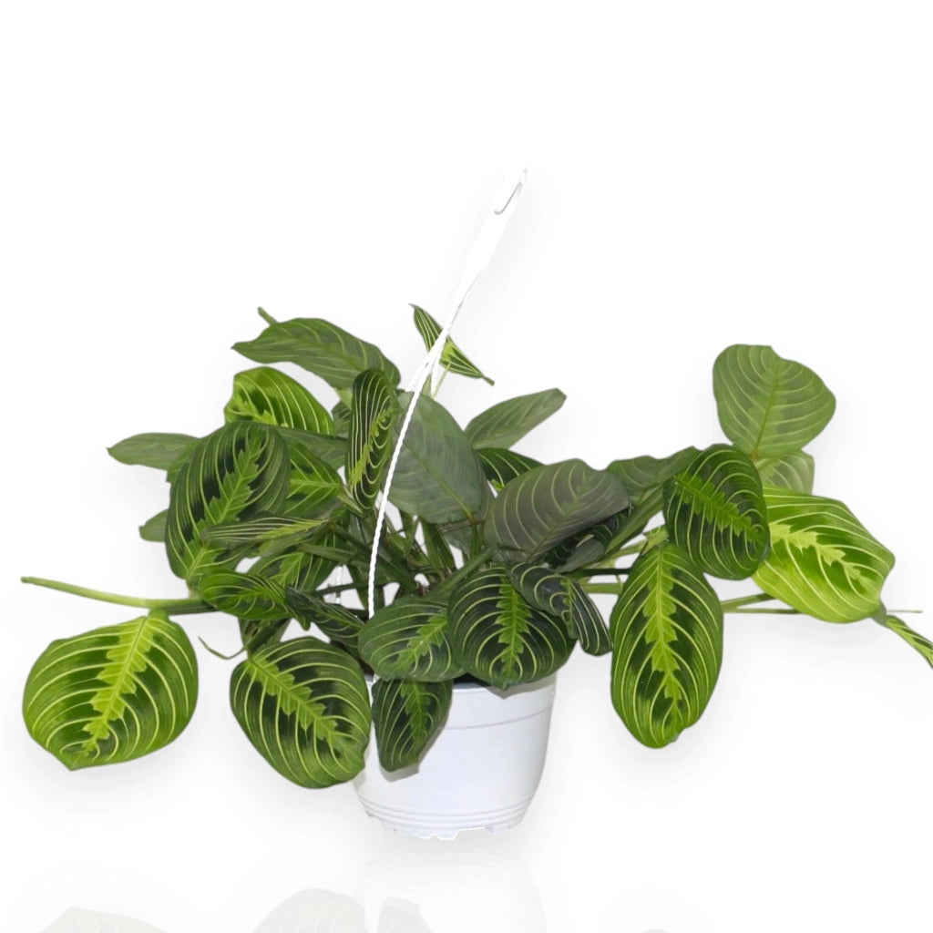 Gardenaria Maranta leuconeura 'Lemon Lime' - Pianta da interno ornamentale Altezza: 30 cm (vaso 12)