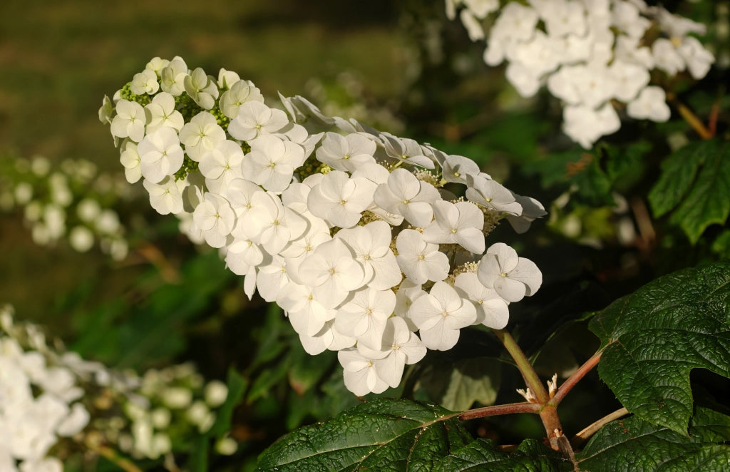 Gardenaria Ortensia - Hydrangea Quercifolia 'Applause' - Pianta acidofila ornamentale da esterno Altezza: 40/50 cm (vaso19)