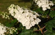 Gardenaria Ortensia - Hydrangea Quercifolia 'Applause' - Pianta acidofila ornamentale da esterno Altezza: 40/50 cm (vaso19)