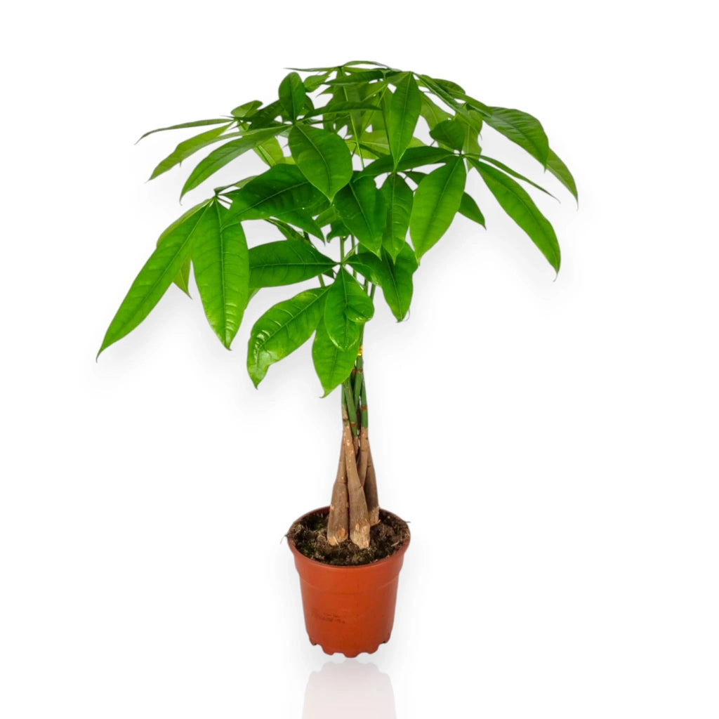 Gardenaria Pachira aquatica - Pianta da interno ornamentale Altezza: 130 cm (vaso 24)