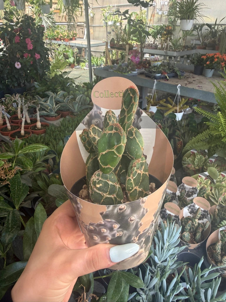 pianta di opuntia reticulata cobra succulenta (pianta grassa) vaso 10