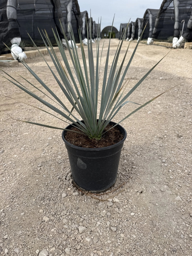 Yucca Rostrata Vaso 21 cm Pianta Grassa Architettonica Resistente al Gelo