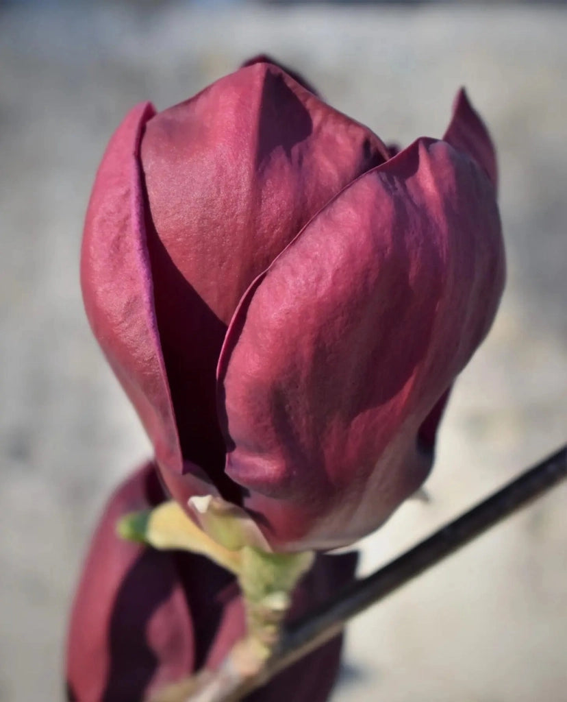 Gardenaria Magnolia 'X Genie' - Arbusto ornamentale da giardino Altezza: 50/70 cm (vaso19)