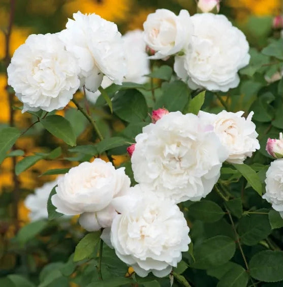 Gardenaria Rosa 'William and Caterine' - Rosa da giardino Altezza: 40/50 cm (vaso20)