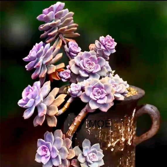 Graptopetalum Vaso 8 – Pianta Grassa Ornamentale da Collezione