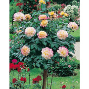 Rosa ad alberello MME A. Gioia Pace ® Meilland h 120 cm in vaso 24 cm AMDGarden