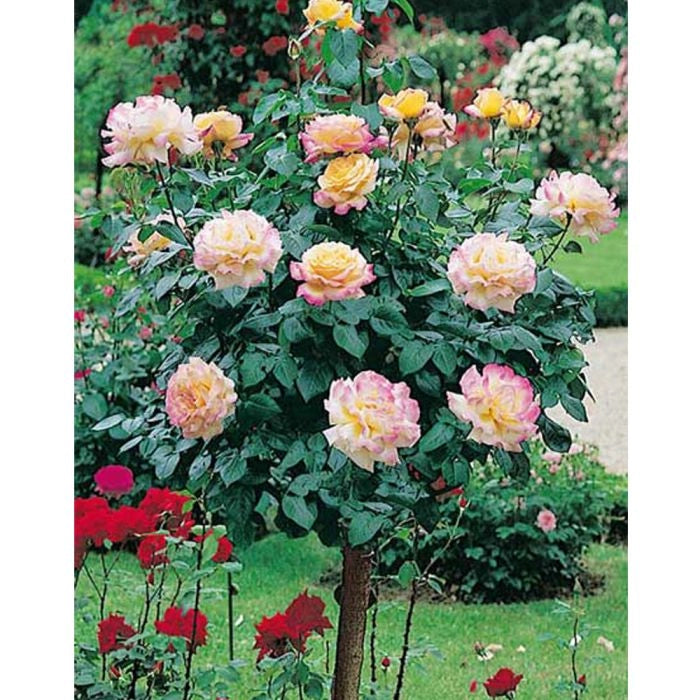 Rosa ad alberello MME A. Gioia Pace ® Meilland h 120 cm in vaso 24 cm AMDGarden